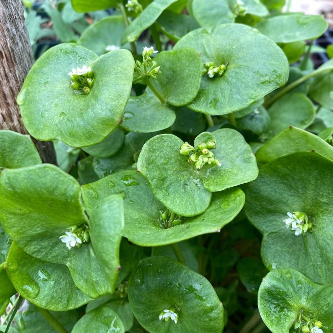 Batolka! Moje oblíbená salatovka. Mimo ni už máme mame kerblik, kopr, koriandr, pažitku, rukolu, směs asijské zeleniny a...